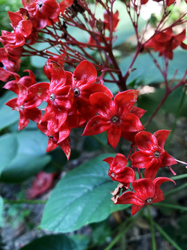 狀元紅網(wǎng)，揭秘4987精準(zhǔn)資料的秘密，狀元紅網(wǎng)揭秘，精準(zhǔn)資料4987背后的秘密