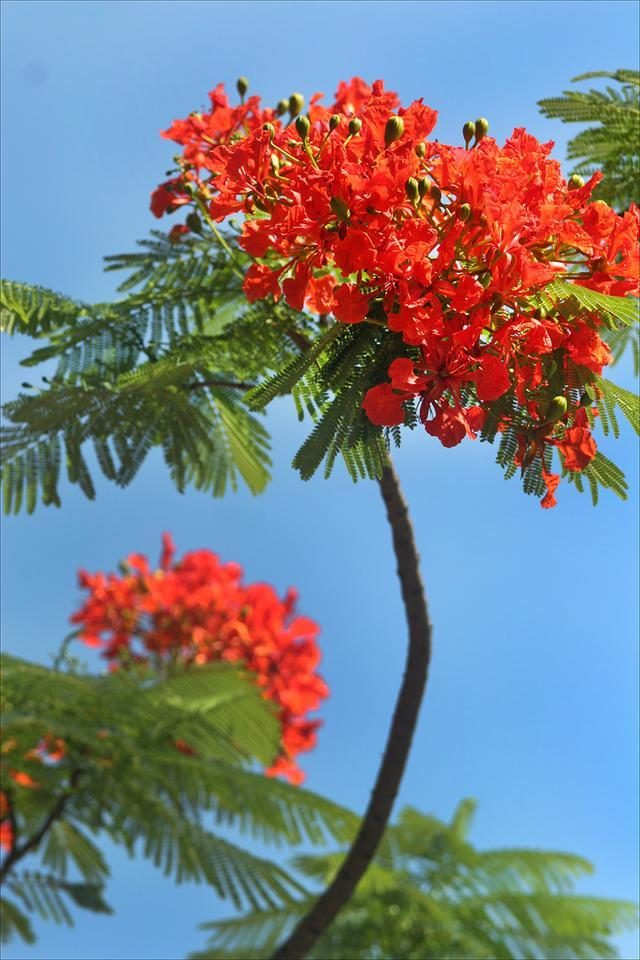 狀元紅，揭秘4987最準(zhǔn)最快的秘密武器，狀元紅，揭秘最準(zhǔn)最快的秘密武器 4987