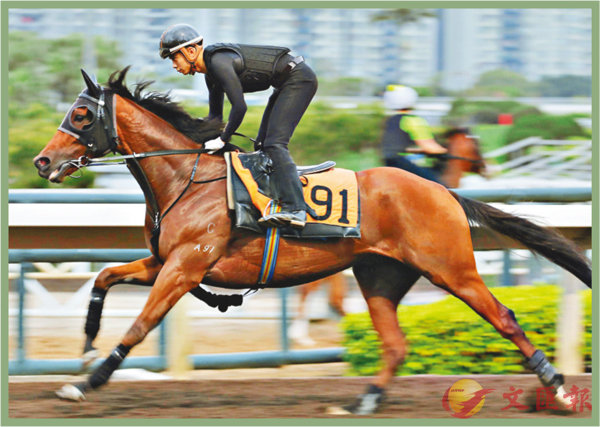 香港賽馬，探索數(shù)字背后的激情與榮耀，香港賽馬，數(shù)字背后的激情與榮耀之旅
