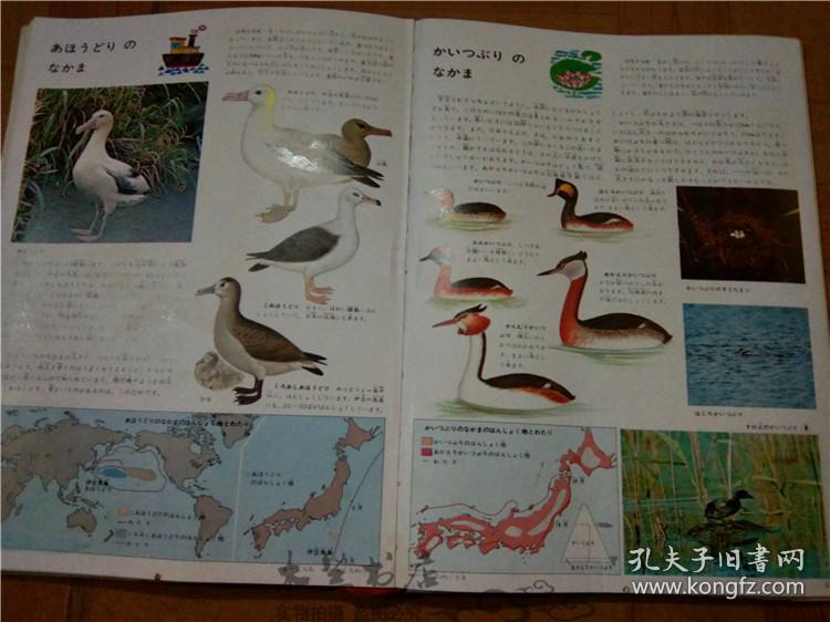 今日正版跑狗圖分享，探索7777788888跑狗圖的魅力，今日正版跑狗圖分享，探索魅力十足的777778跑狗圖