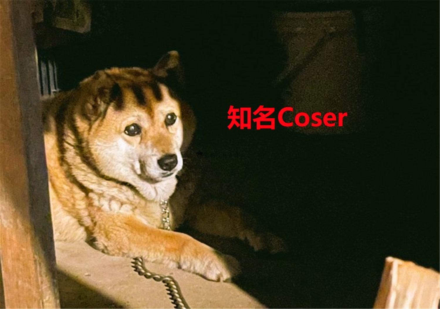 豬狗同行王中王，猜一肖，深度解析與SEO優(yōu)化，豬狗同行王中王猜謎解析與SEO優(yōu)化技巧，深度解析揭秘生肖之謎