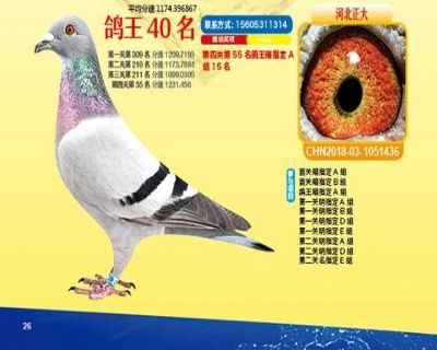 王中王四馬一肖，探尋背后的故事與奧秘，王中王四馬一肖，背后的故事與奧秘探尋