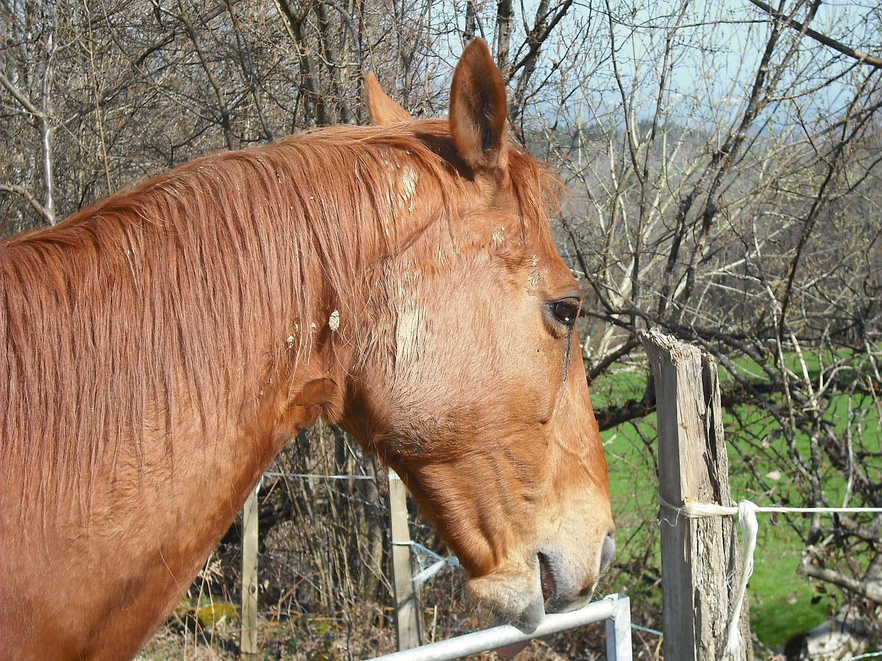 澳門四不像特馬，探索神秘現(xiàn)象背后的真相，澳門四不像特馬揭秘神秘現(xiàn)象背后的真相