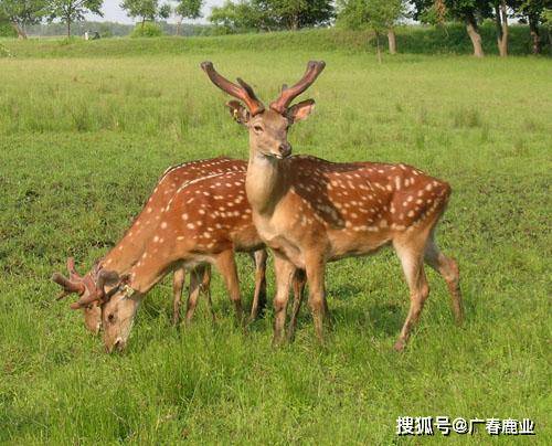 最新版本的6566cc澳彩資料大全介紹與特色功能解析，最新6566cc澳彩資料大全介紹與特色功能深度解析
