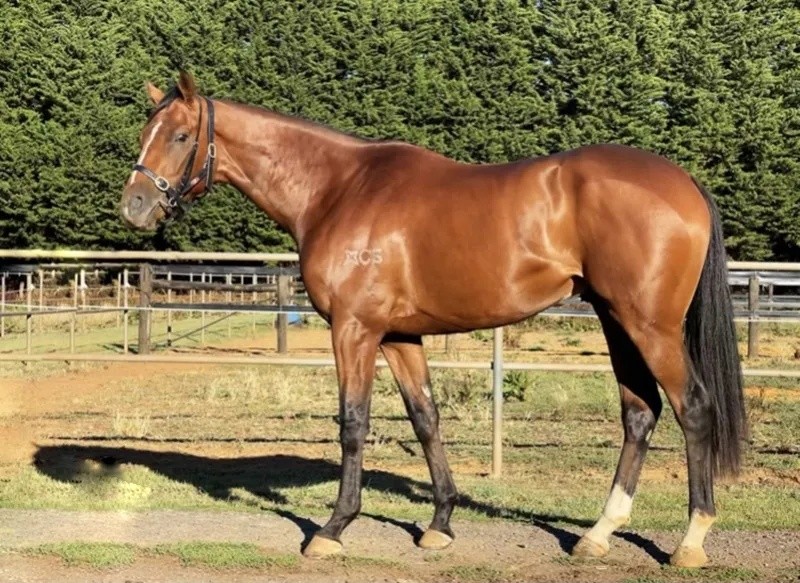 今晚澳門特馬開什么？今晚四不像的探討，今晚澳門特馬開彩結(jié)果及四不像探討