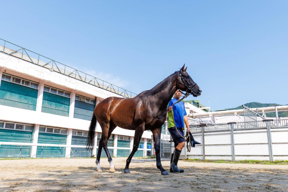 香港賽馬，77777與888888的傳奇故事，香港賽馬傳奇，77777與888888的賽場奇緣