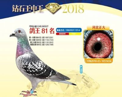 王中王四馬一肖，探尋背后的故事與奧秘，王中王四馬一肖，背后的故事與奧秘探尋