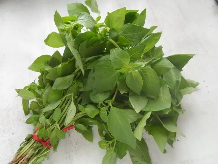 荊芥，一種神秘植物的探索與SEO優(yōu)化，荊芥，神秘植物的探索與SEO優(yōu)化揭秘