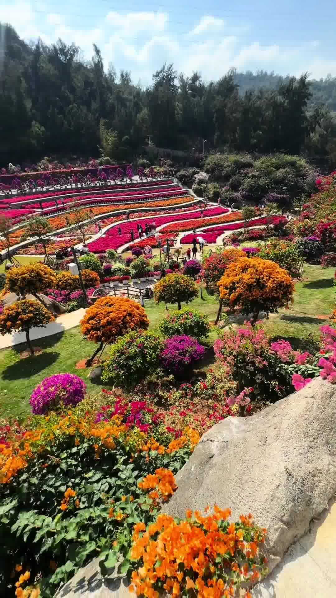 廈門植物園，自然之美的展示窗口，廈門植物園，自然之美的璀璨展示窗口