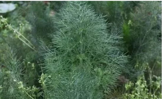 茴香菜，揭示其強(qiáng)大的功效與作用，茴香菜，揭示其驚人功效與強(qiáng)大作用